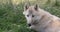 Arctic Wolf, canis lupus tundrarum, female laying on Grass