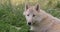 Arctic Wolf, canis lupus tundrarum, female laying on Grass