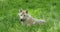 Arctic wolf, canis lupus tundrarum, female laying on grass, real time