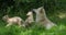 Arctic wolf, canis lupus tundrarum, mother playing with cub, real time