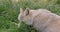 Arctic wolf, canis lupus tundrarum, portrait of female, real time