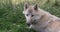 Arctic wolf, canis lupus tundrarum, portrait of female, real time