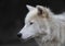 Arctic wolf closeup standing on a rock in spring in Canada
