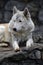 Arctic wolf color portrait, grey stones background.