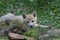 Arctic wolf cub lurking on the forest floor