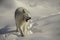 Arctic wolf growling on snow