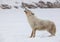 Arctic wolf howling