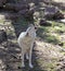 An Arctic Wolf Howling in the Forest