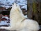 Arctic wolf howling in the snow