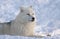 An Arctic wolf hunting in the snow on a cold winter day in Canada