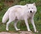 Arctic Wolf Looking at the Camera