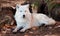 Arctic Wolf Looking at the Camera