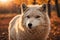 Arctic Wolf Looking at the Camera on a Fall Day. ai generative