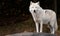 Arctic Wolf Looking at Us