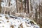 Arctic wolf pack on a hill in winter