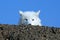 Arctic Wolf Peeking Over Hilltop