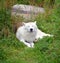 Arctic Wolf or Polar White Wolf, is a subspecies of the Gray Wolf,