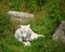 Arctic Wolf or Polar White Wolf, is a subspecies of the Gray Wolf,