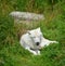 Arctic Wolf or Polar White Wolf, is a subspecies of the Gray Wolf,