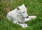 Arctic Wolf or Polar White Wolf, is a subspecies of the Gray Wolf,