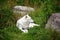 Arctic Wolf or Polar White Wolf, is a subspecies of the Gray Wolf,