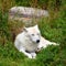 Arctic Wolf or Polar White Wolf, is a subspecies of the Gray Wolf,