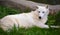 Arctic Wolf or Polar White Wolf, is a subspecies of the Gray Wolf