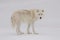 Arctic wolf profile in the snow