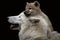 Arctic wolf pup on mother`s head. Canis lupus arctos.