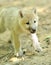 Arctic wolf puppy