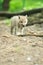 Arctic wolf puppy