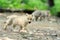 Arctic wolf puppy