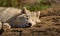 Arctic wolf relaxing in the sun.