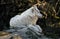 Arctic wolf on the rock 2