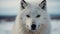 Arctic Wolf\\\'s Stare Down in the Frozen Wilderness