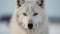 Arctic Wolf\\\'s Stare Down in the Frozen Wilderness