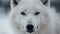 Arctic Wolf\\\'s Stare Down in the Frozen Wilderness