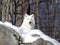 Arctic wolf in the snow