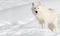 Arctic Wolf in Snow