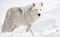 Arctic Wolf in Snow