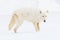 Arctic wolf standing broadside