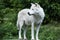 Arctic wolf standing in the summer