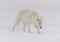 Arctic wolf tracking in the snow