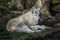 Arctic wolf under the tree 1