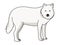 Arctic Wolf vector illustration.White wolf vector