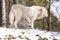 Arctic wolf in winter