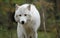 Arctic wolf in the woods