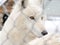 Arctic Wolf at the zoo is carefully watching visitors