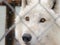 Arctic Wolf at the zoo is carefully watching visitors