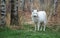 Arctic Wolfdog and birch trees
